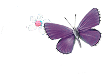 butterfly and flower