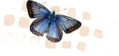 butterfly icon