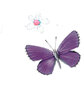 butterfly purple